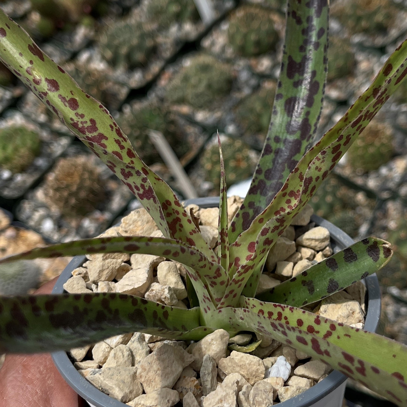 chip succulent Shop 'Manfreda undulata Chocolate Chips' Care & Growing Guide