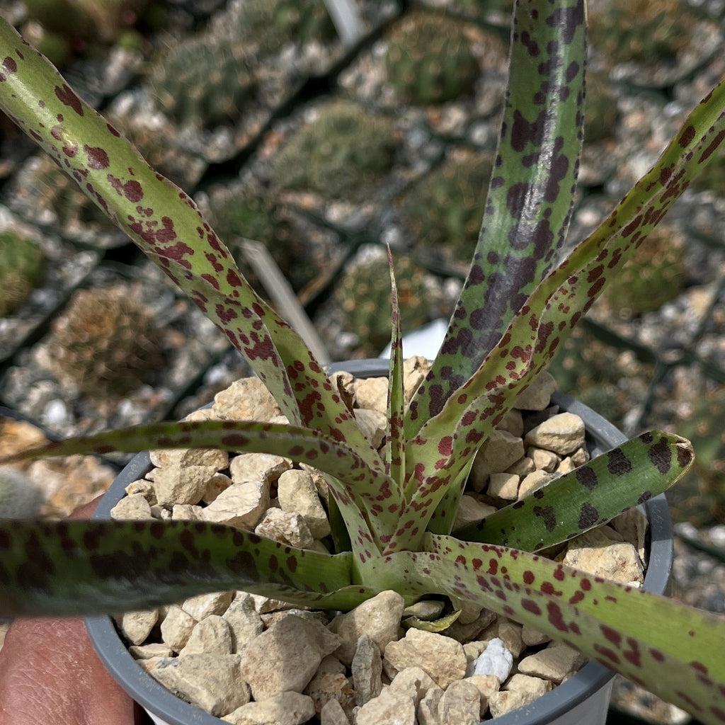 Manfreda undulata ‘Chocolate Chips’