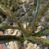 Manfreda undulata ‘Chocolate Chips’