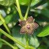 Matelea Gonolobus cyclophyllus