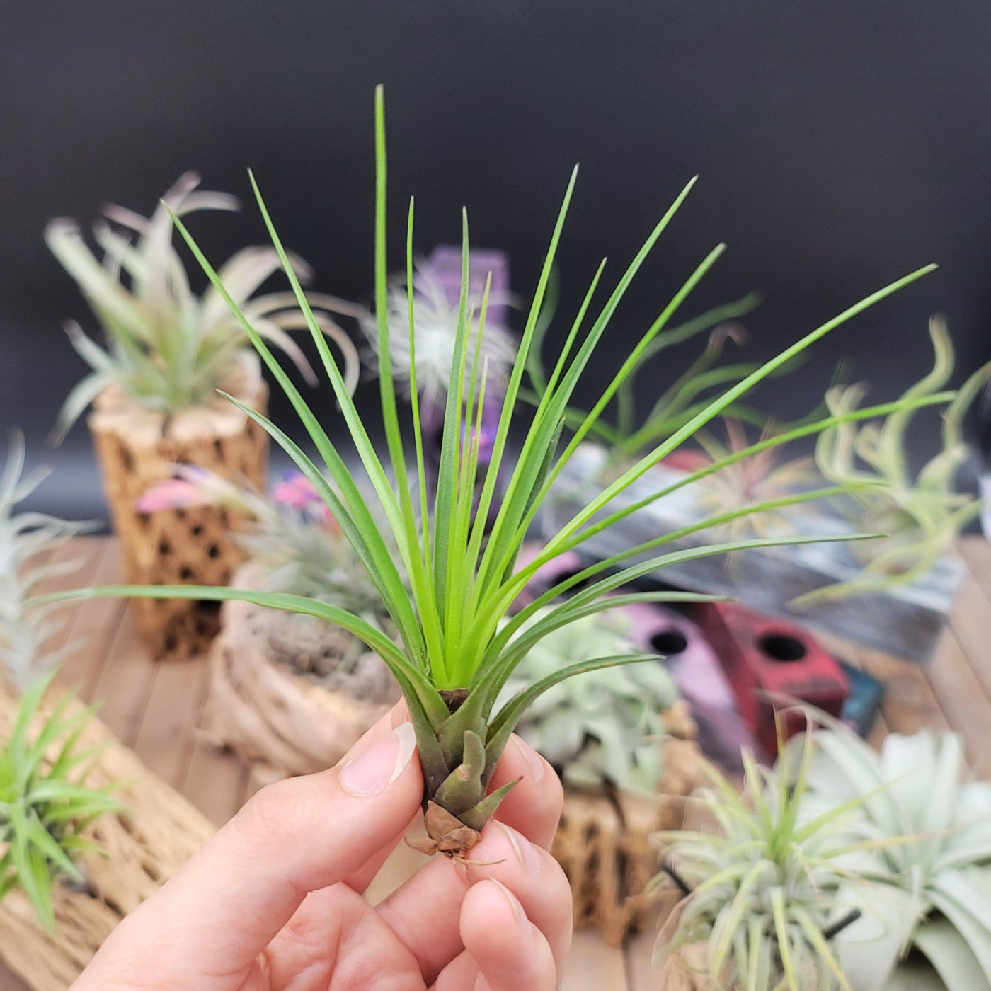 tricolor air plant Tillandsia Melanocrater Tricolor 5” long