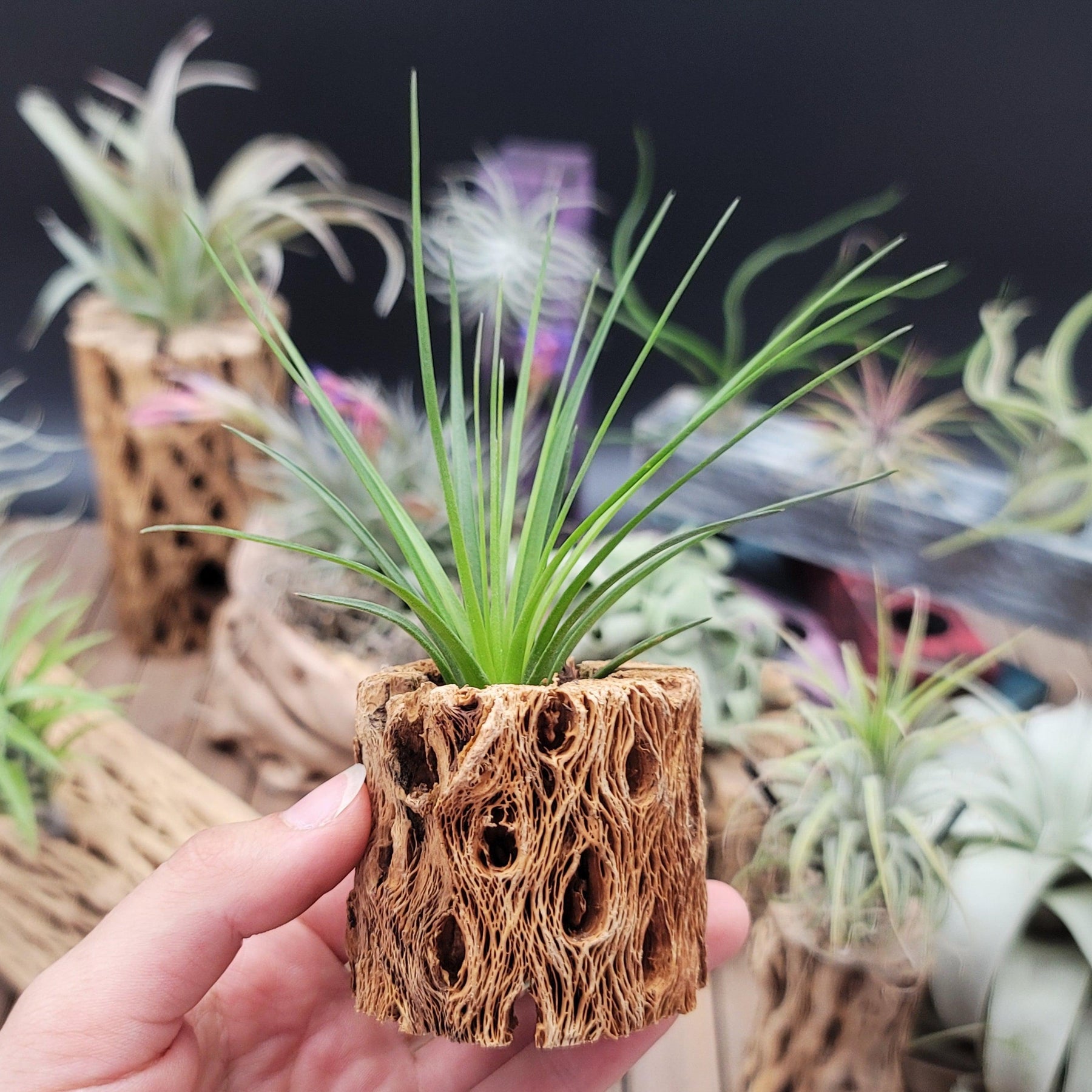 tricolor air plant Tillandsia Melanocrater Tricolor 5” long