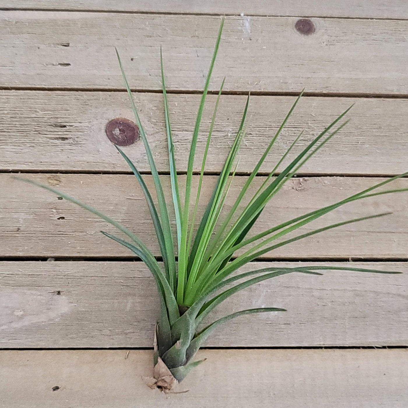 melanocrater air plant Tillandsia Melanocrater Tricolor