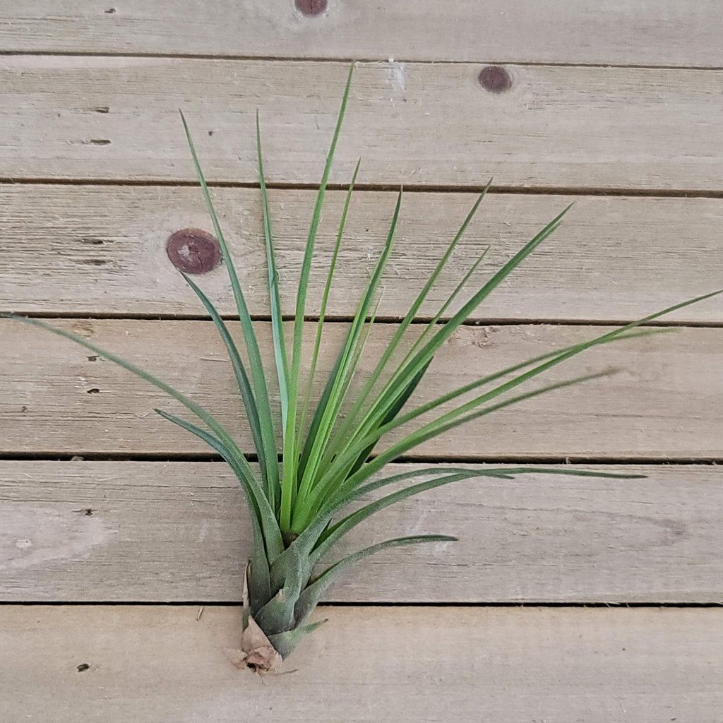 Tillandsia Melanocrater Tricolor