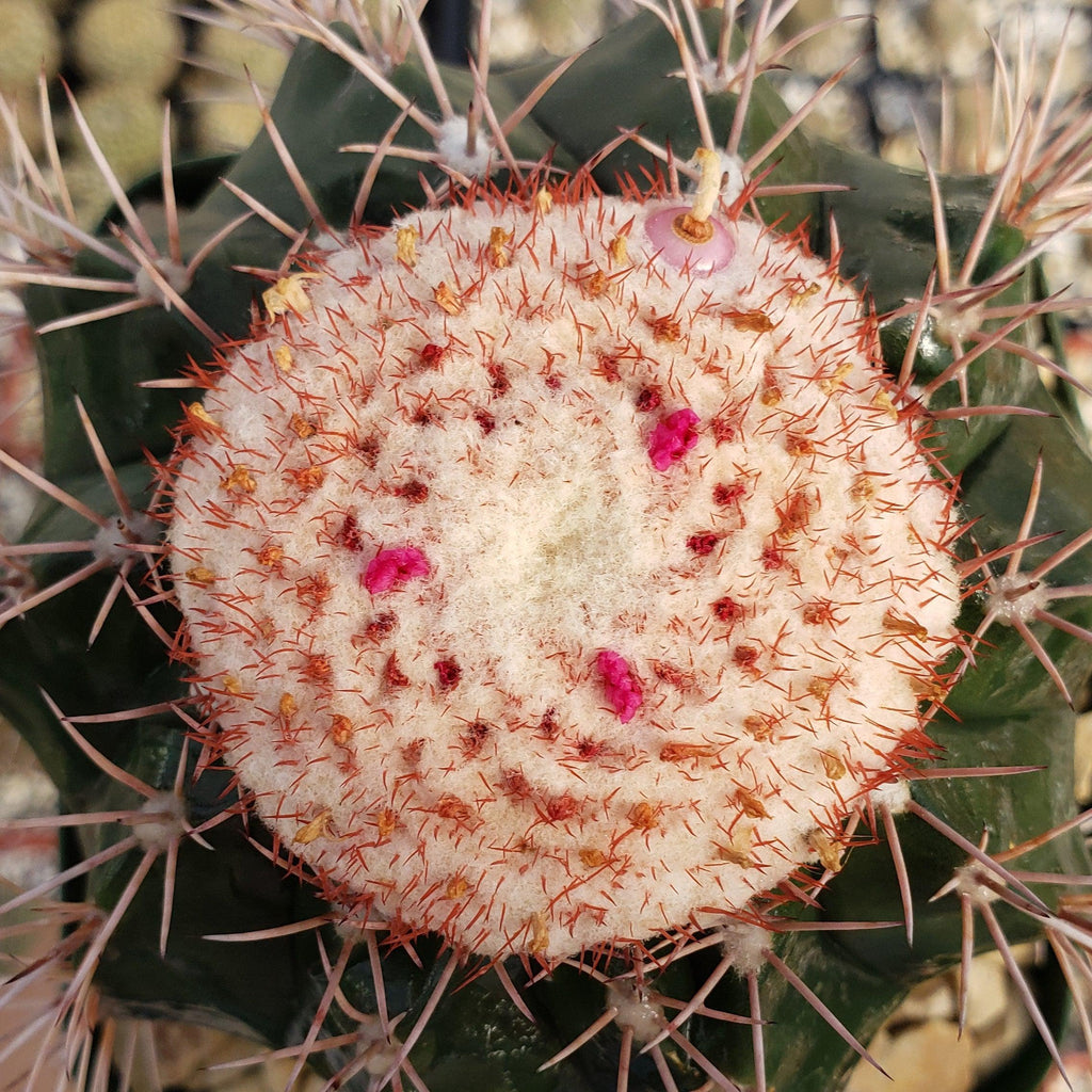 Melocactus violaceus with cephalium