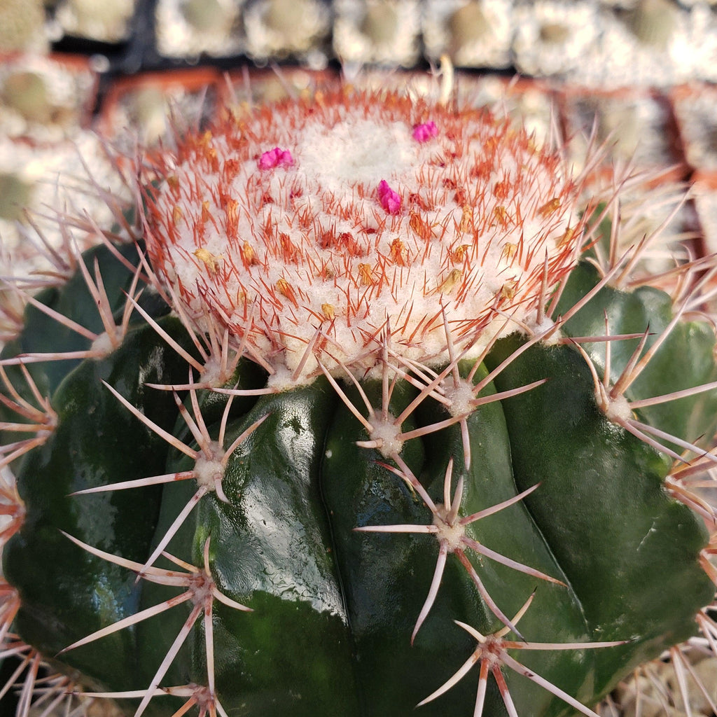 Melocactus violaceus with cephalium