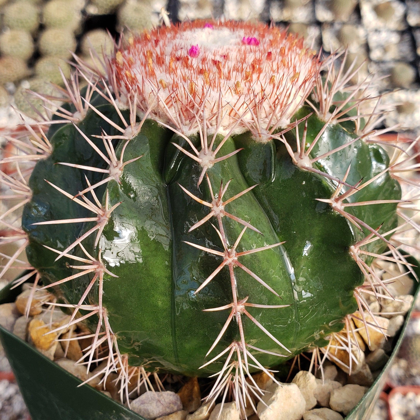 Melocactus violaceus with cephalium