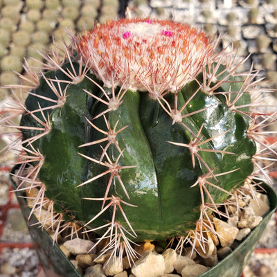Melocactus violaceus with cephalium
