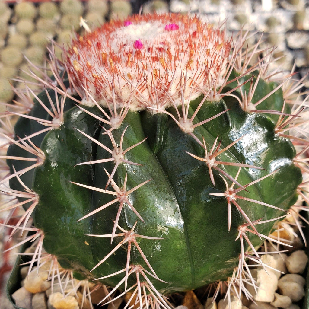 Melocactus violaceus with cephalium