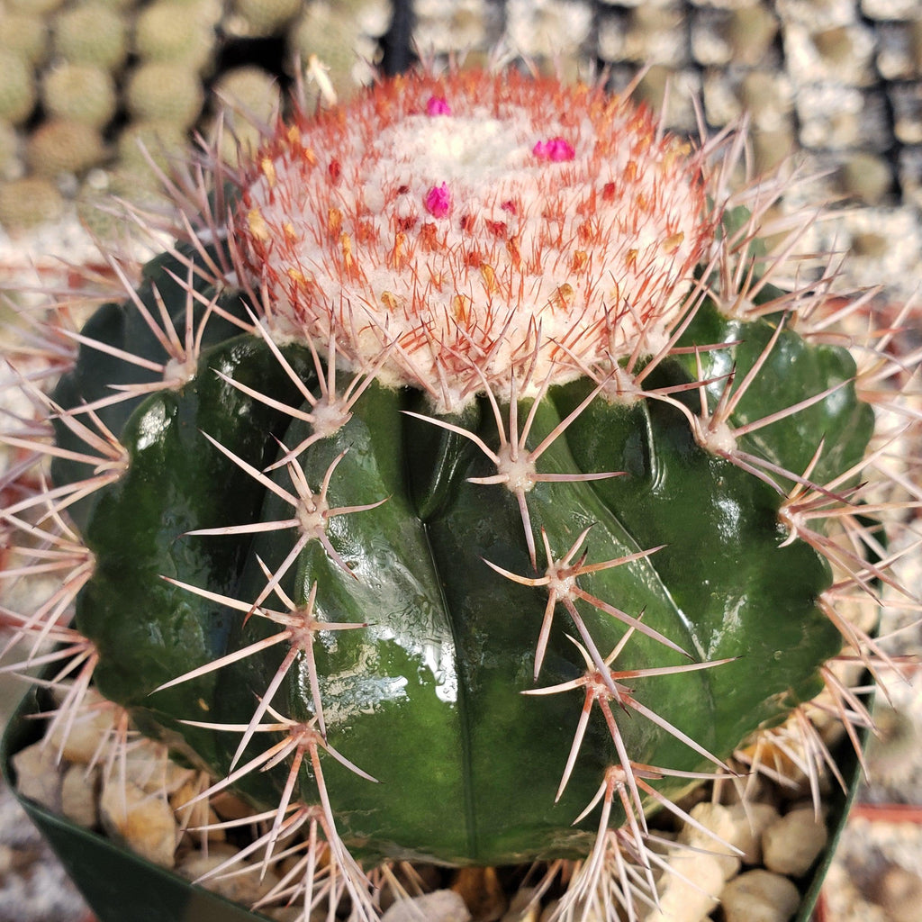 Melocactus violaceus with cephalium