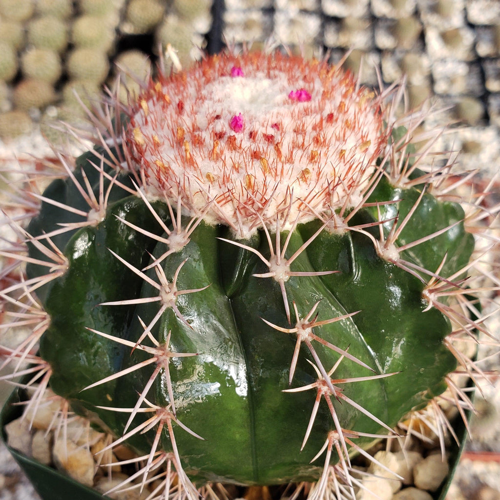 Melocactus violaceus with cephalium