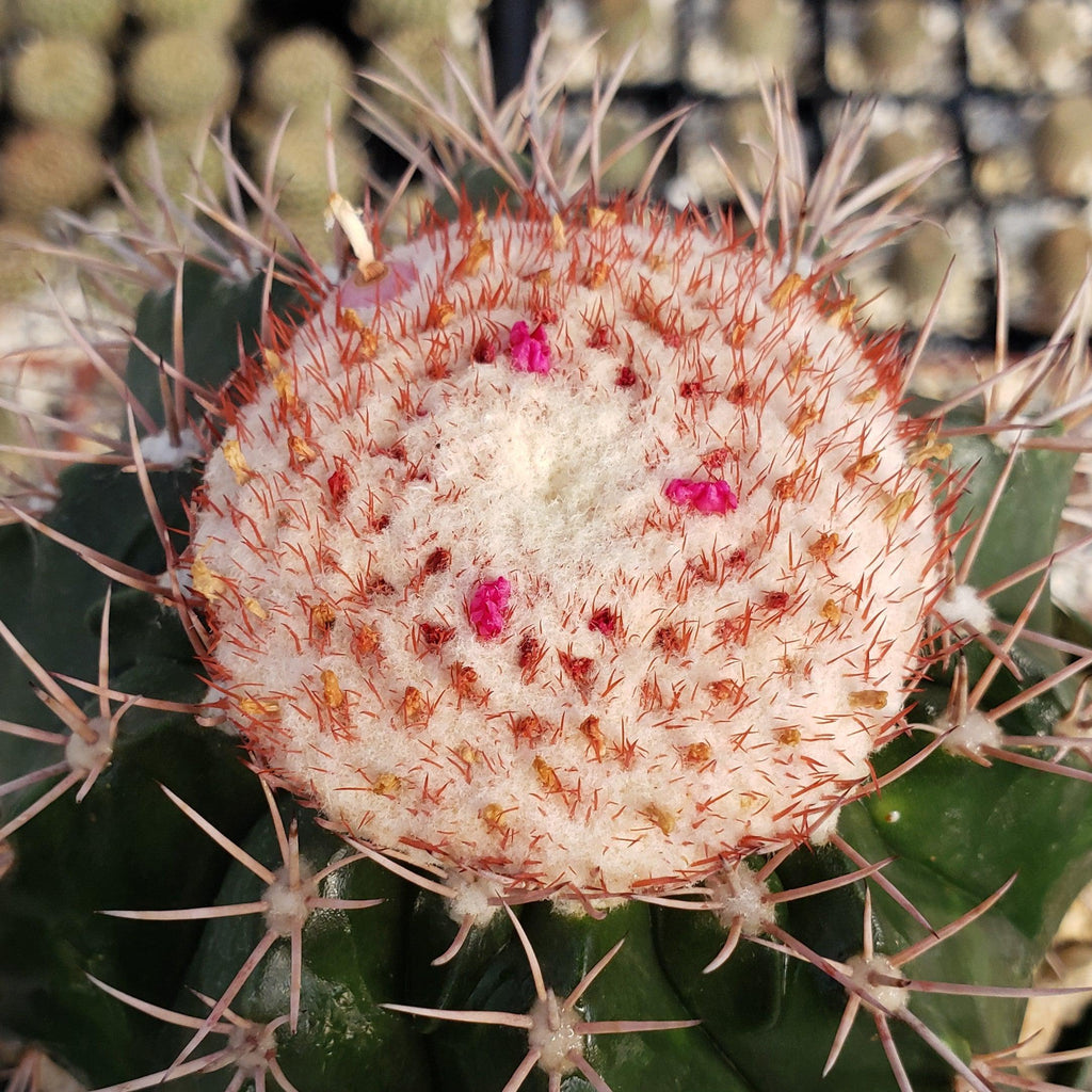 Melocactus violaceus with cephalium