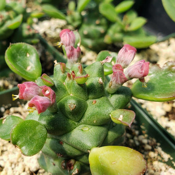 bumpy succulent Monadenium ritchei ssp. nymbayense