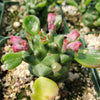 Monadenium ritchei ssp. nymbayense