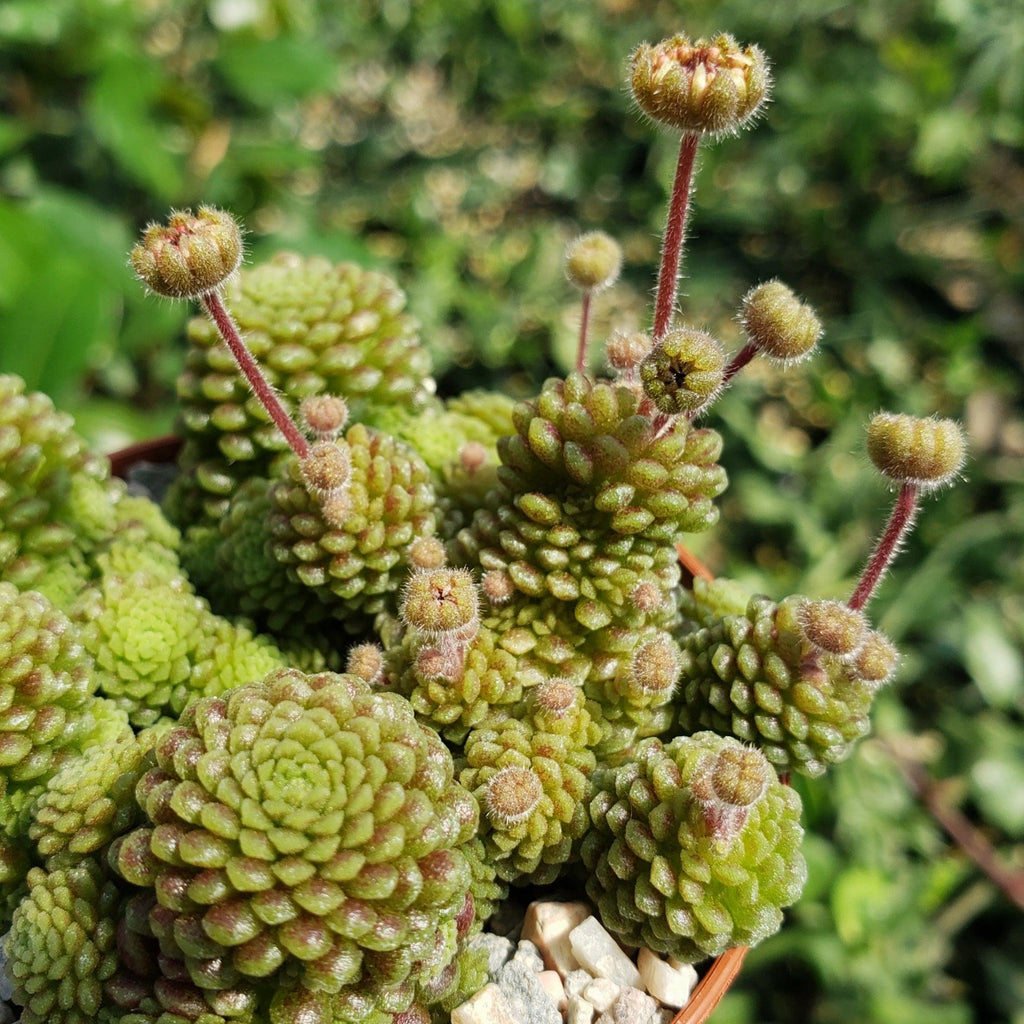 Monanthes polyphylla