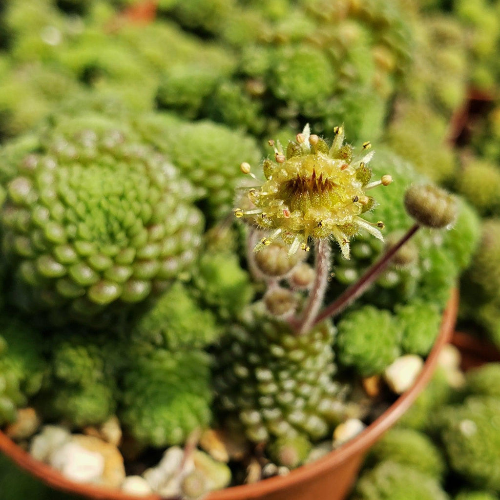 Monanthes polyphylla