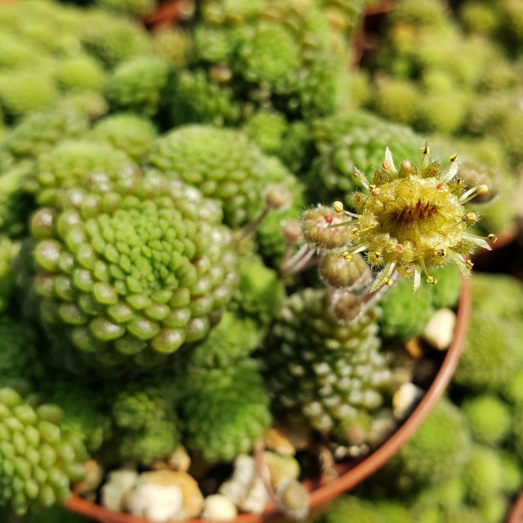 Monanthes polyphylla