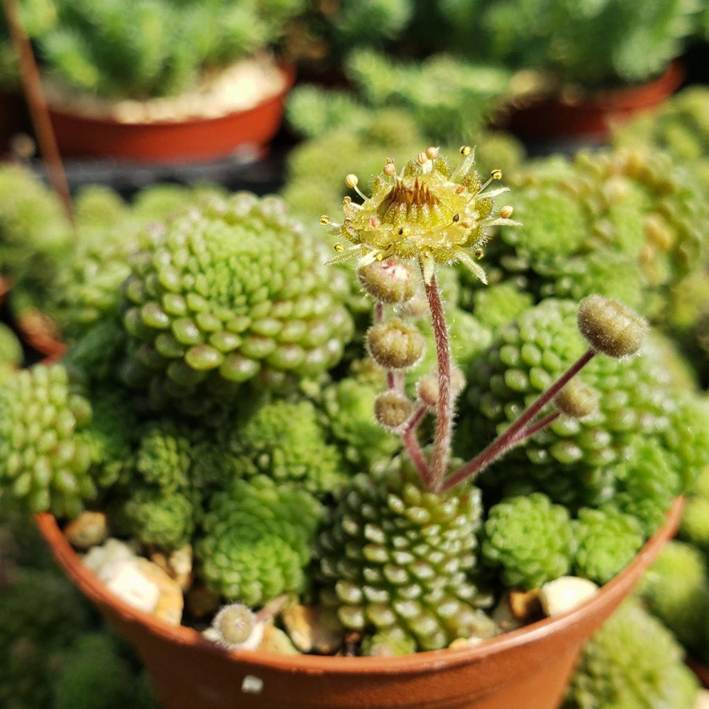 Monanthes polyphylla