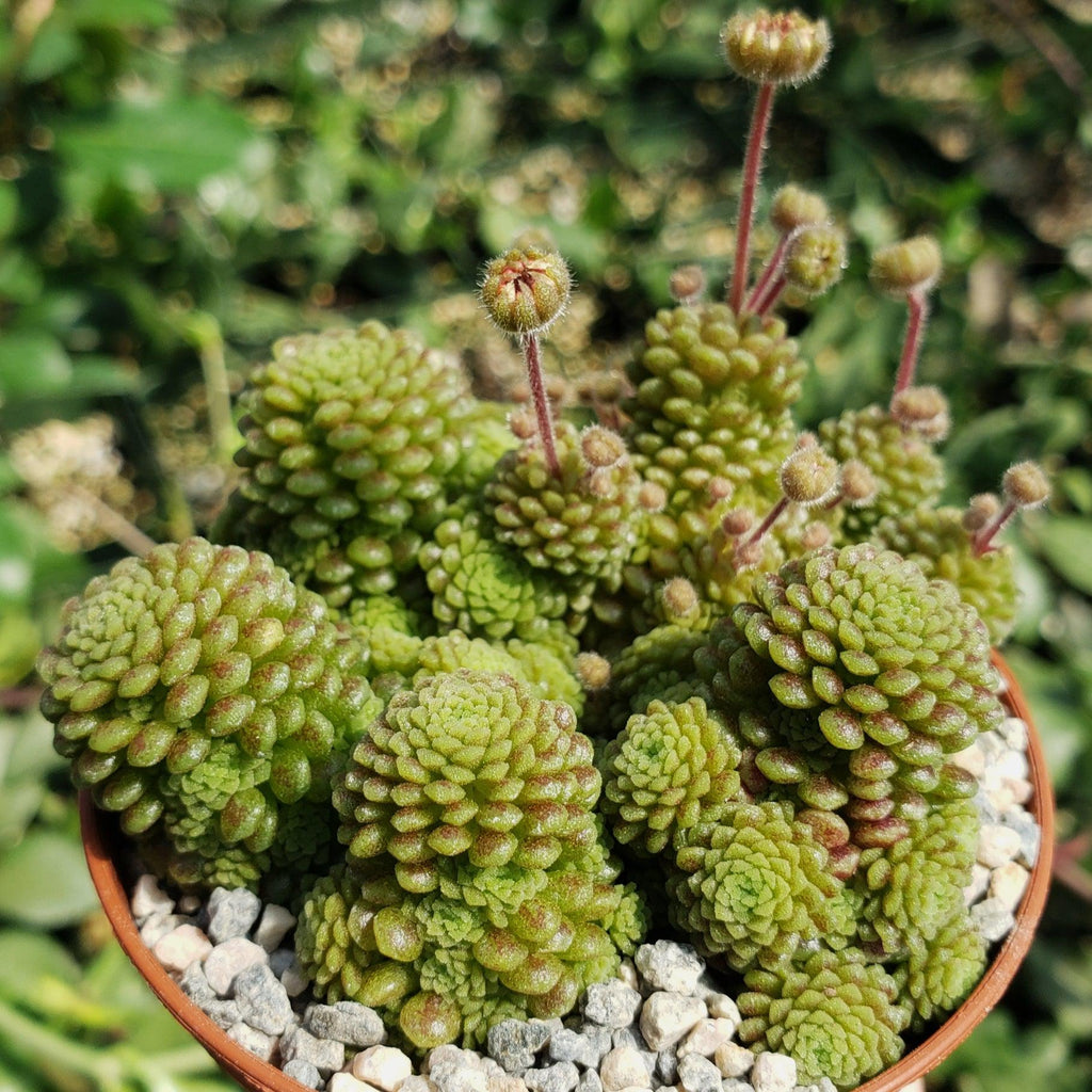 Monanthes polyphylla