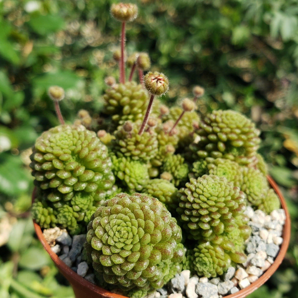 Monanthes polyphylla