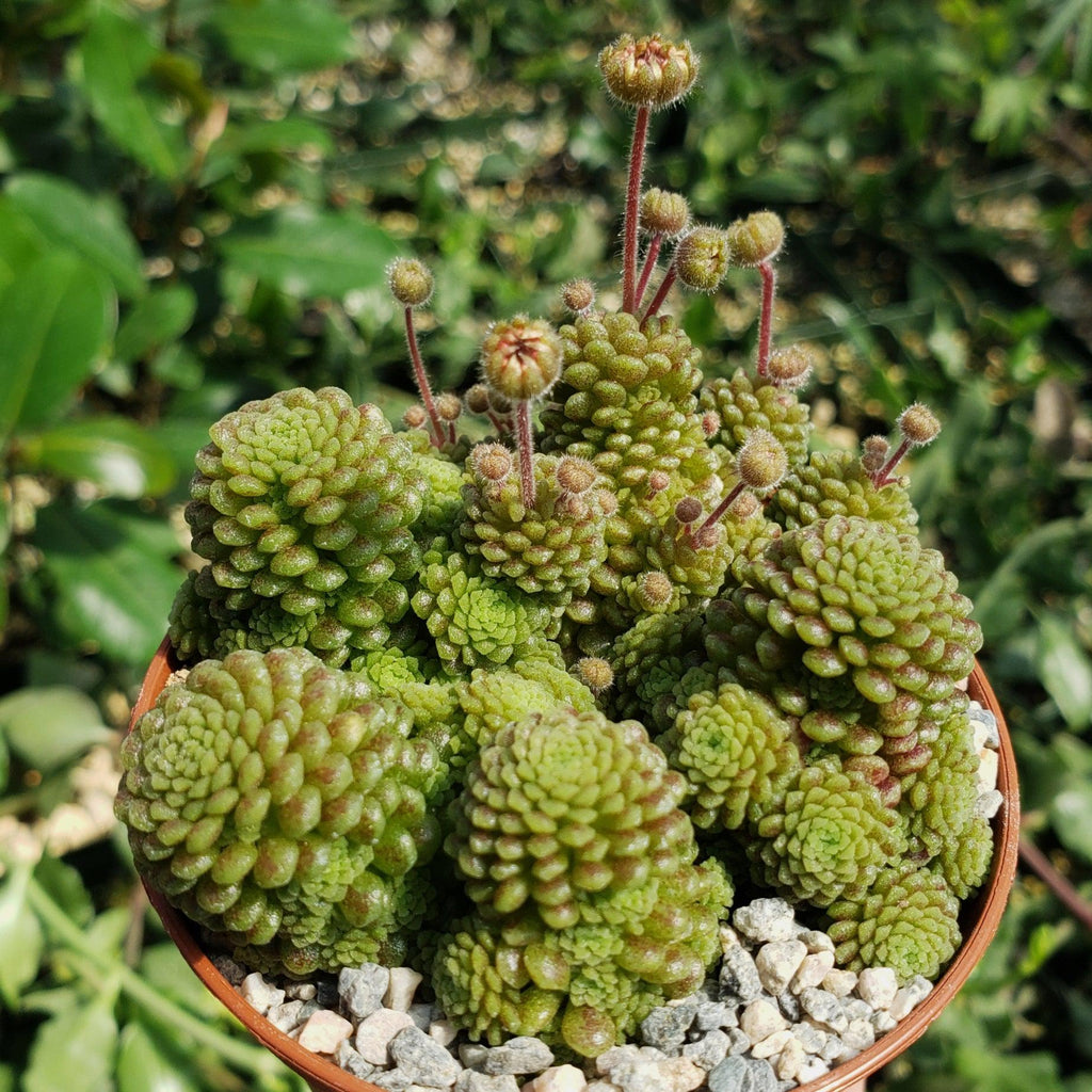 Monanthes polyphylla