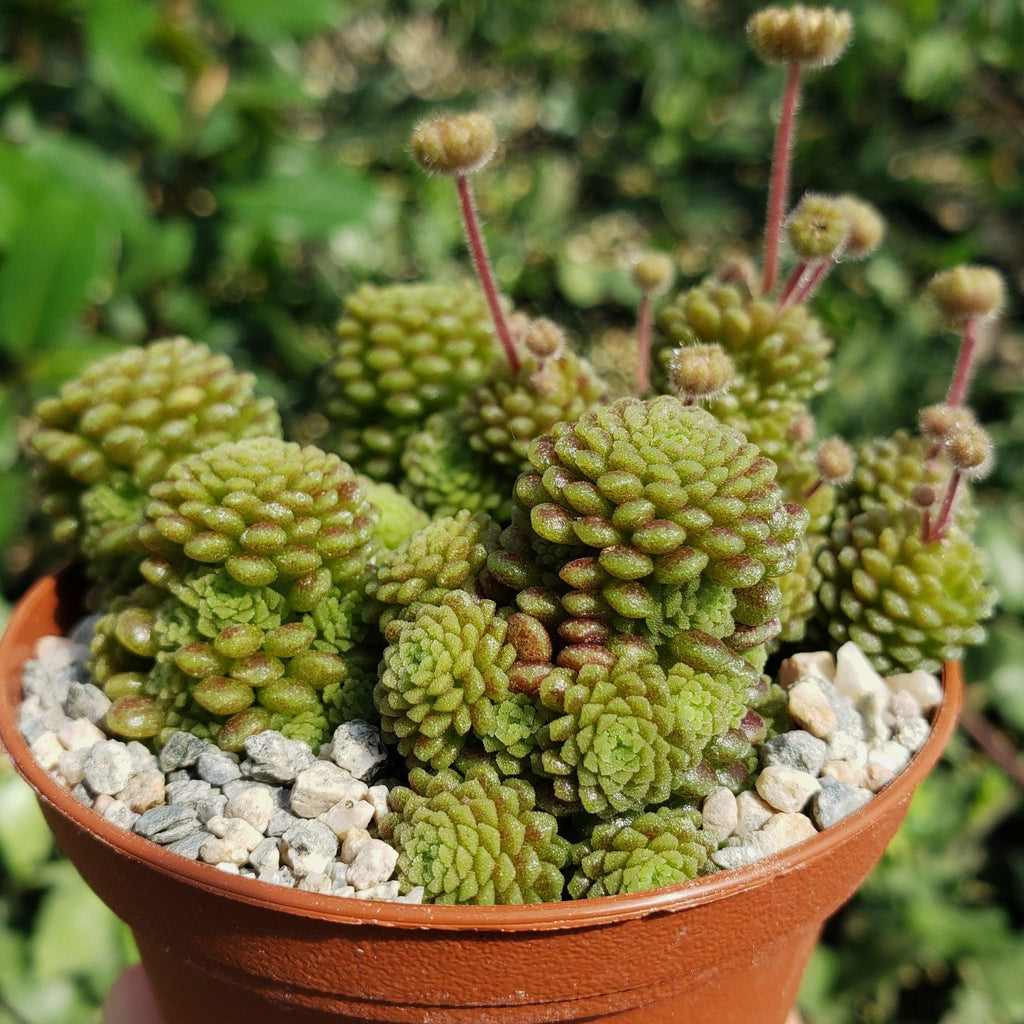 Monanthes polyphylla