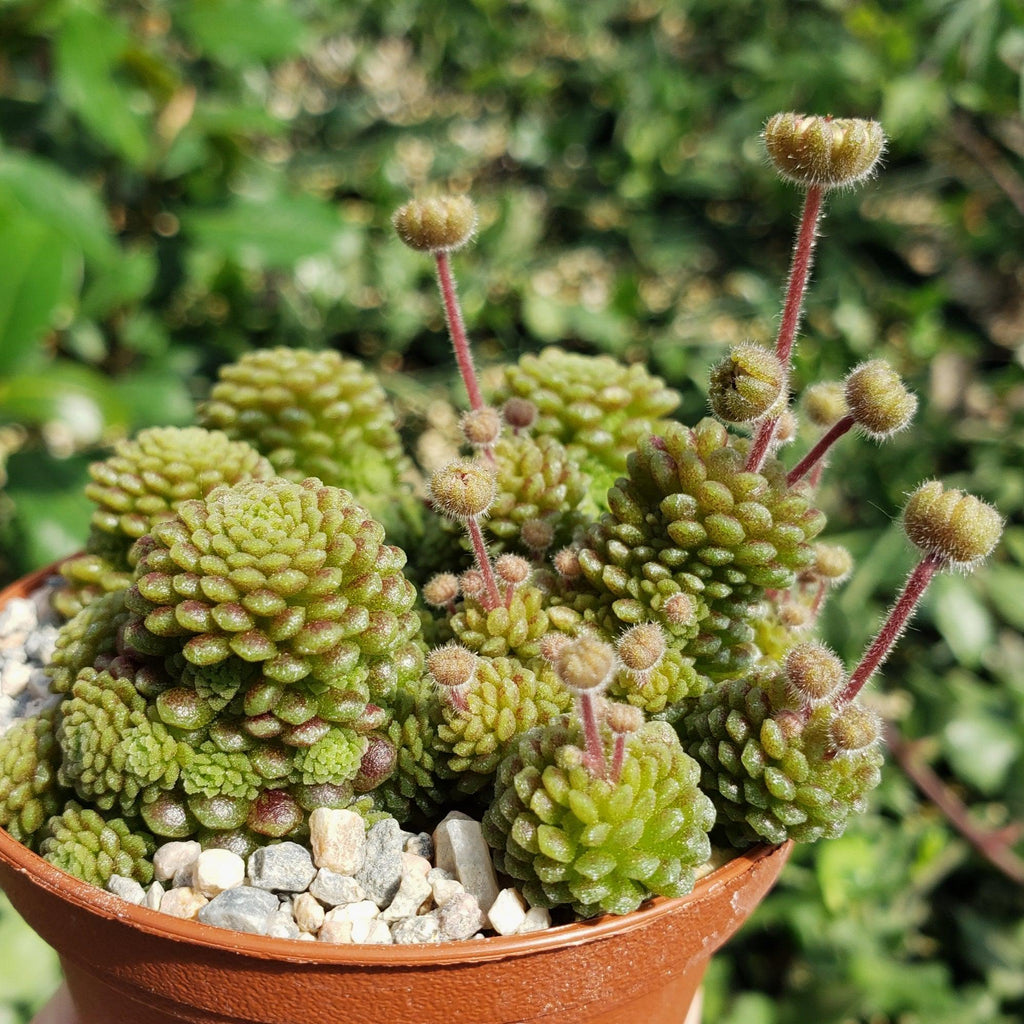 Monanthes polyphylla