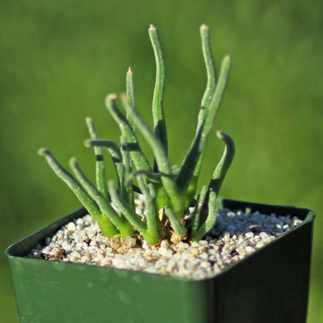 manny succulent Shop Monilaria moniliformis - Bunny Succulent Online