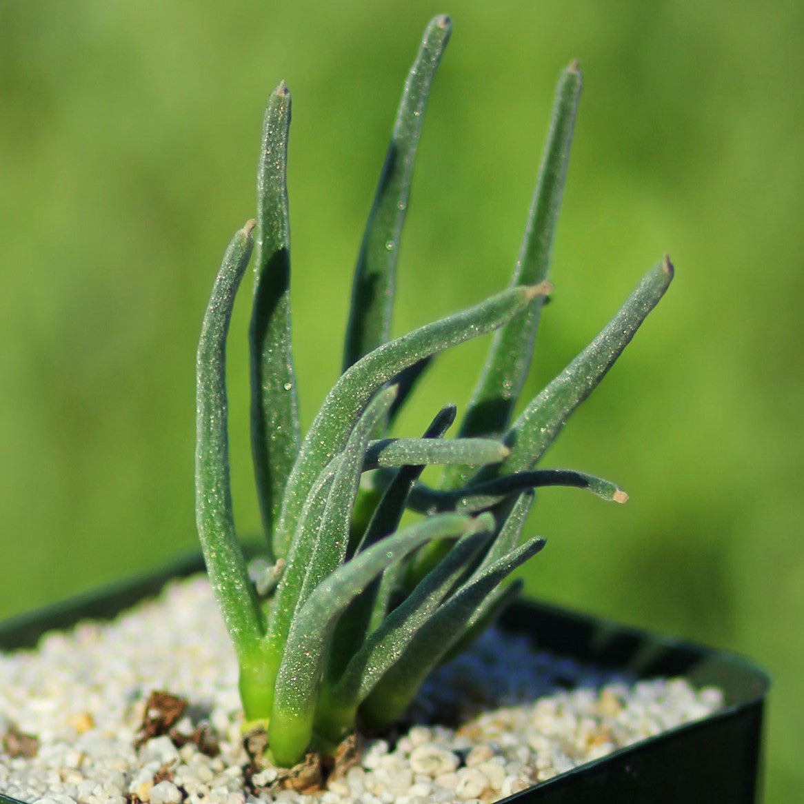 monilaria succulent Monilaria moniliformis