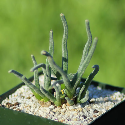 Monilaria moniliformis - Bunny Succulent