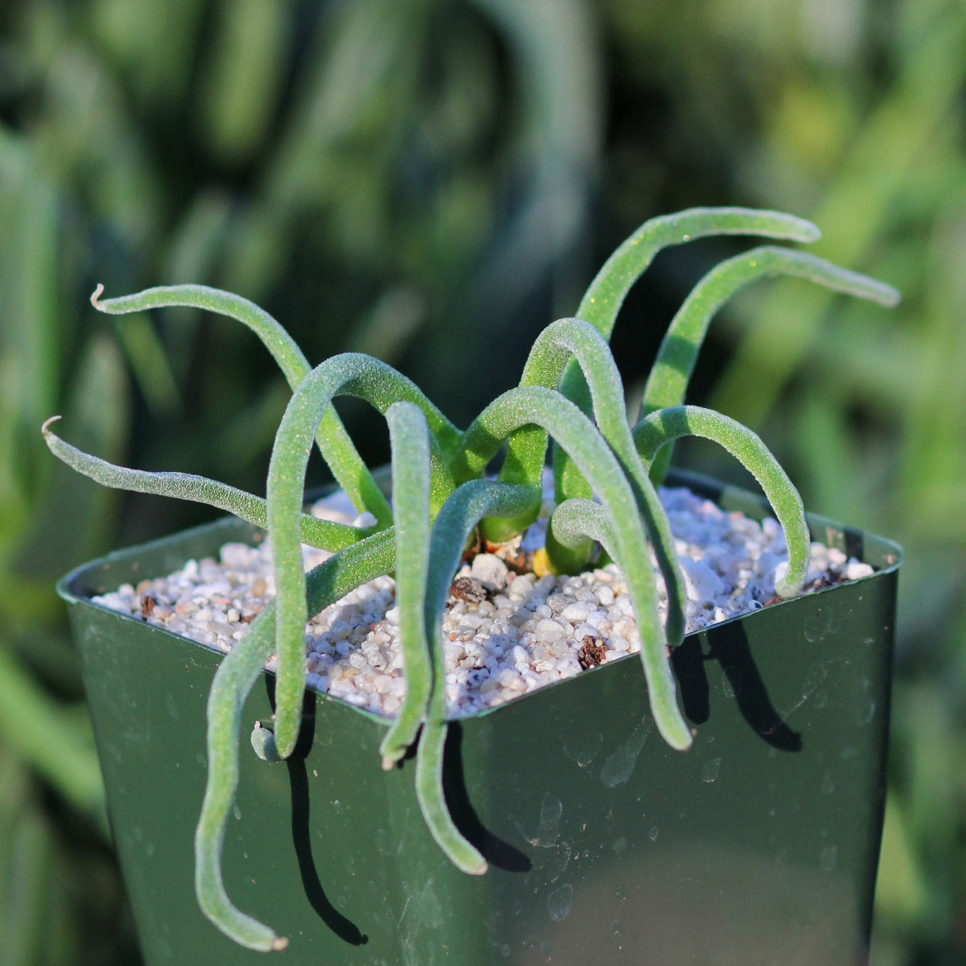 rabbit succulents Shop Monilaria moniliformis - Bunny Succulent Online