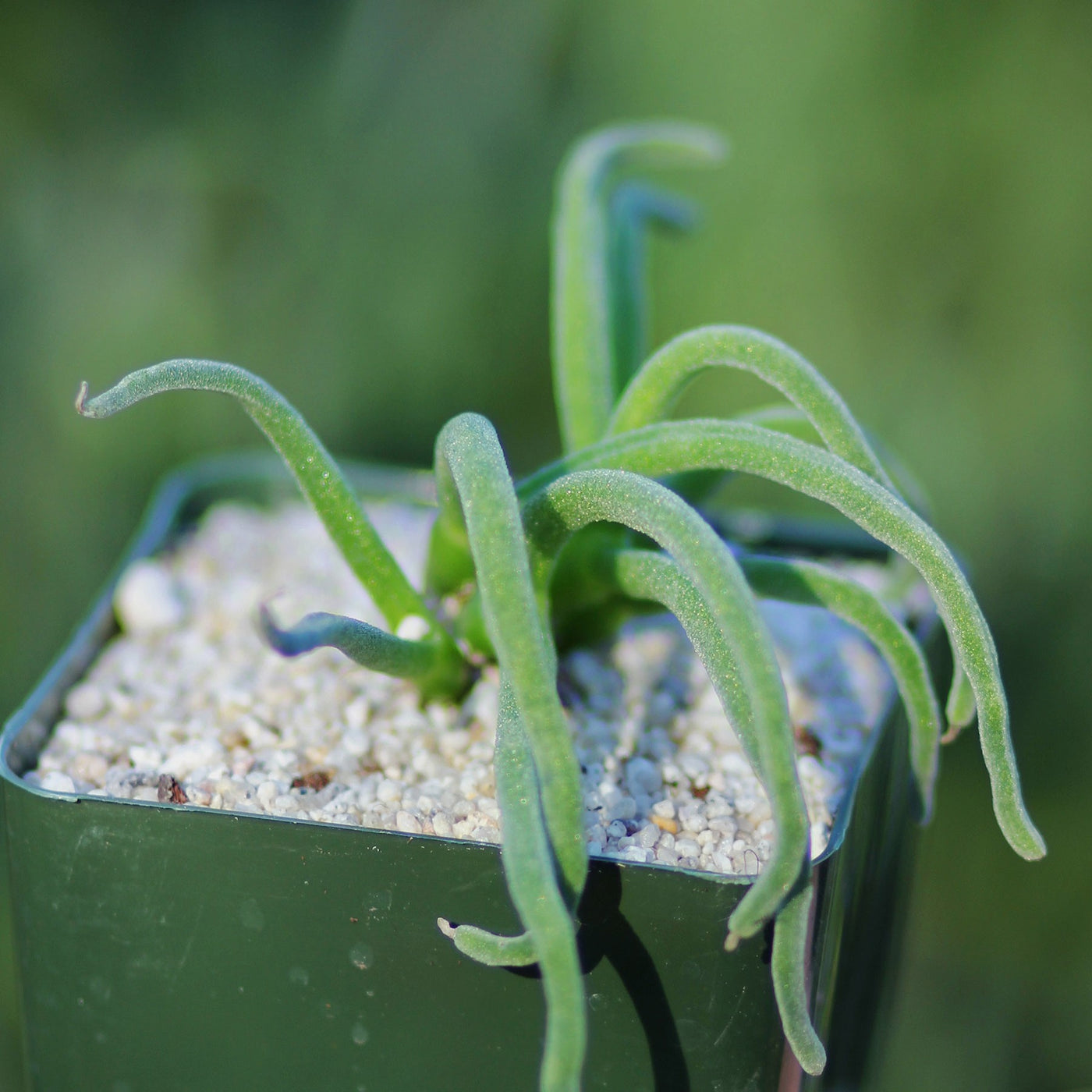 Monilaria moniliformis - Bunny Succulent