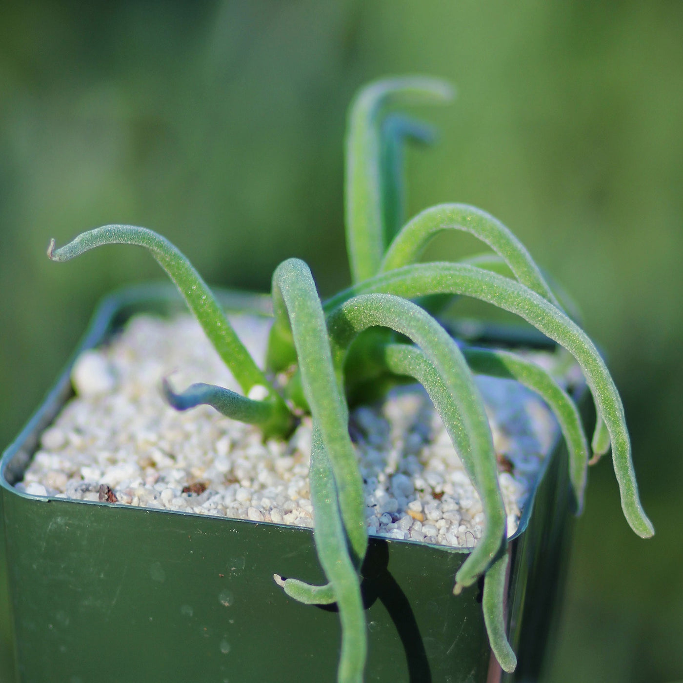 rabbit succulent plants Shop Monilaria moniliformis - Bunny Succulent Online