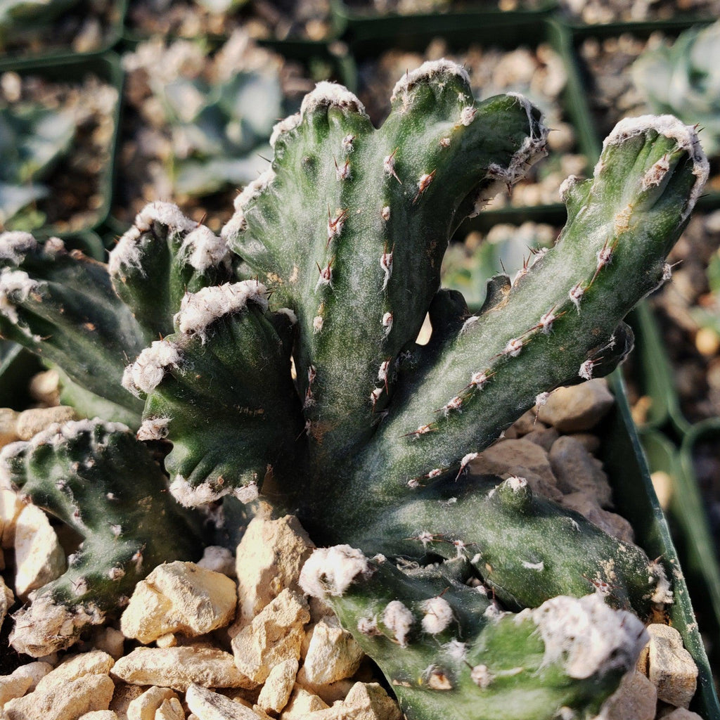 Monvilea spegazzini cristata