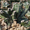 Monvilea spegazzini cristata