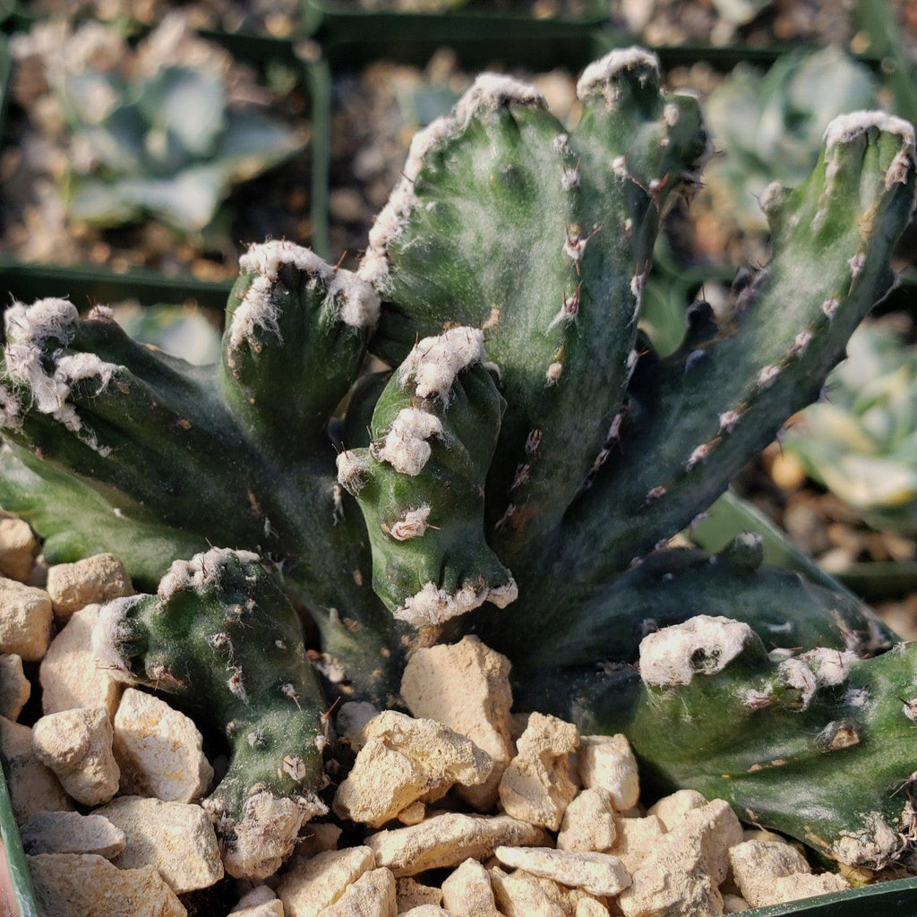 Monvilea spegazzini cristata