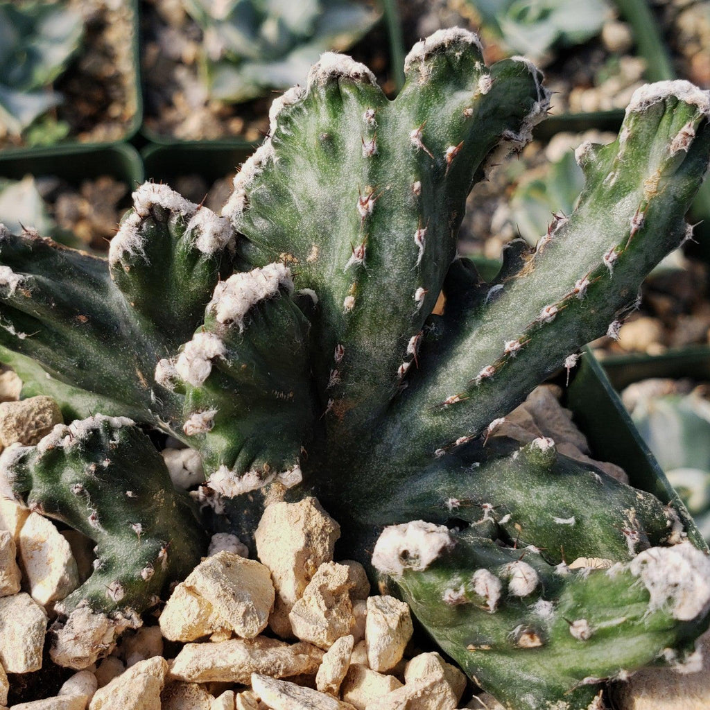 Monvilea spegazzini cristata