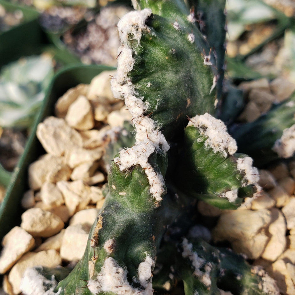 Monvilea spegazzini cristata