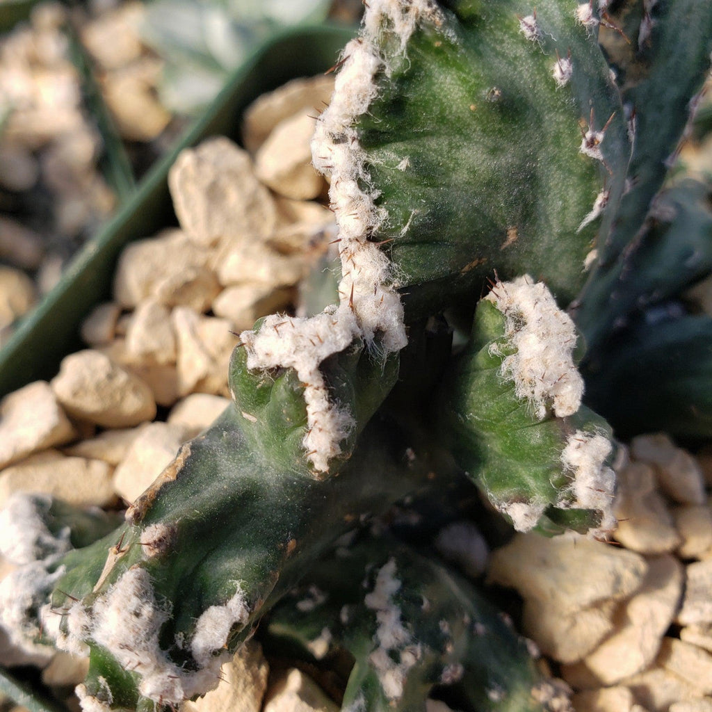 Monvilea spegazzini cristata