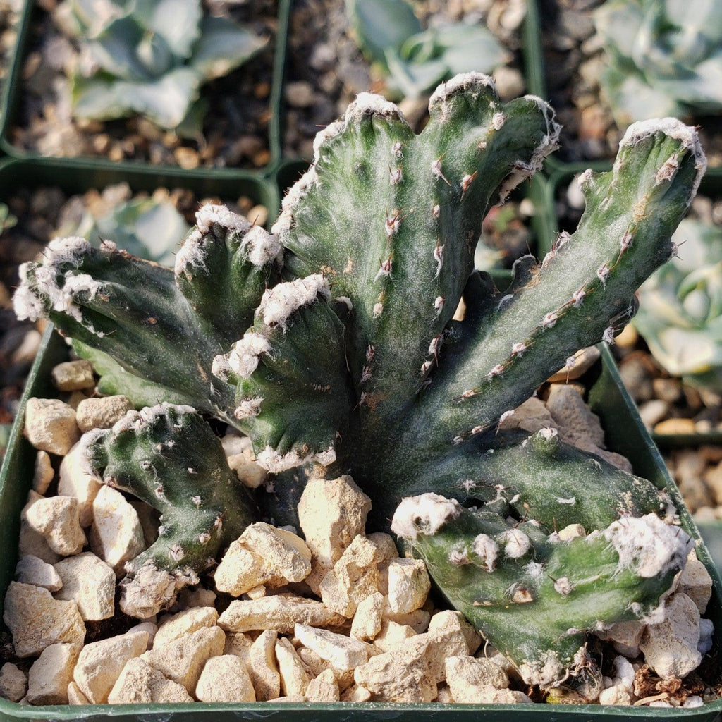 Monvilea spegazzini cristata