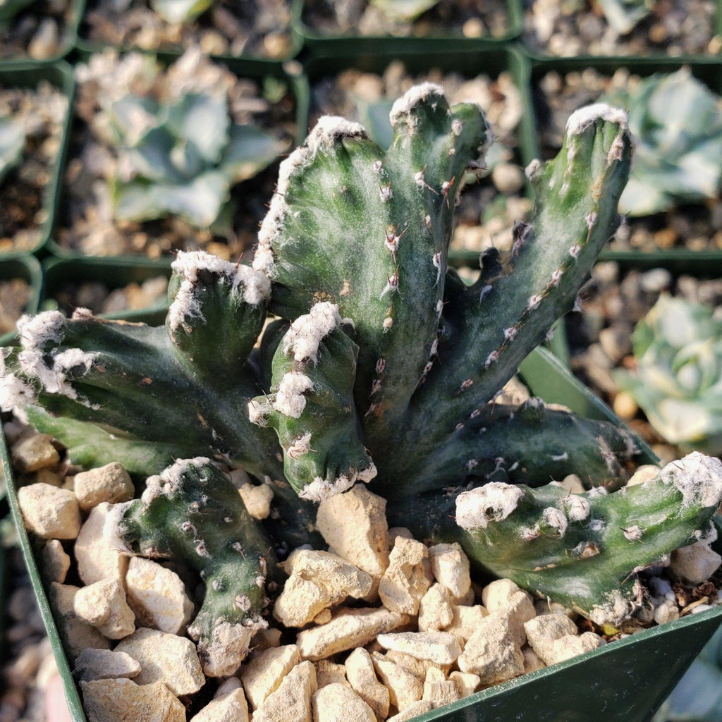 Monvilea spegazzini cristata