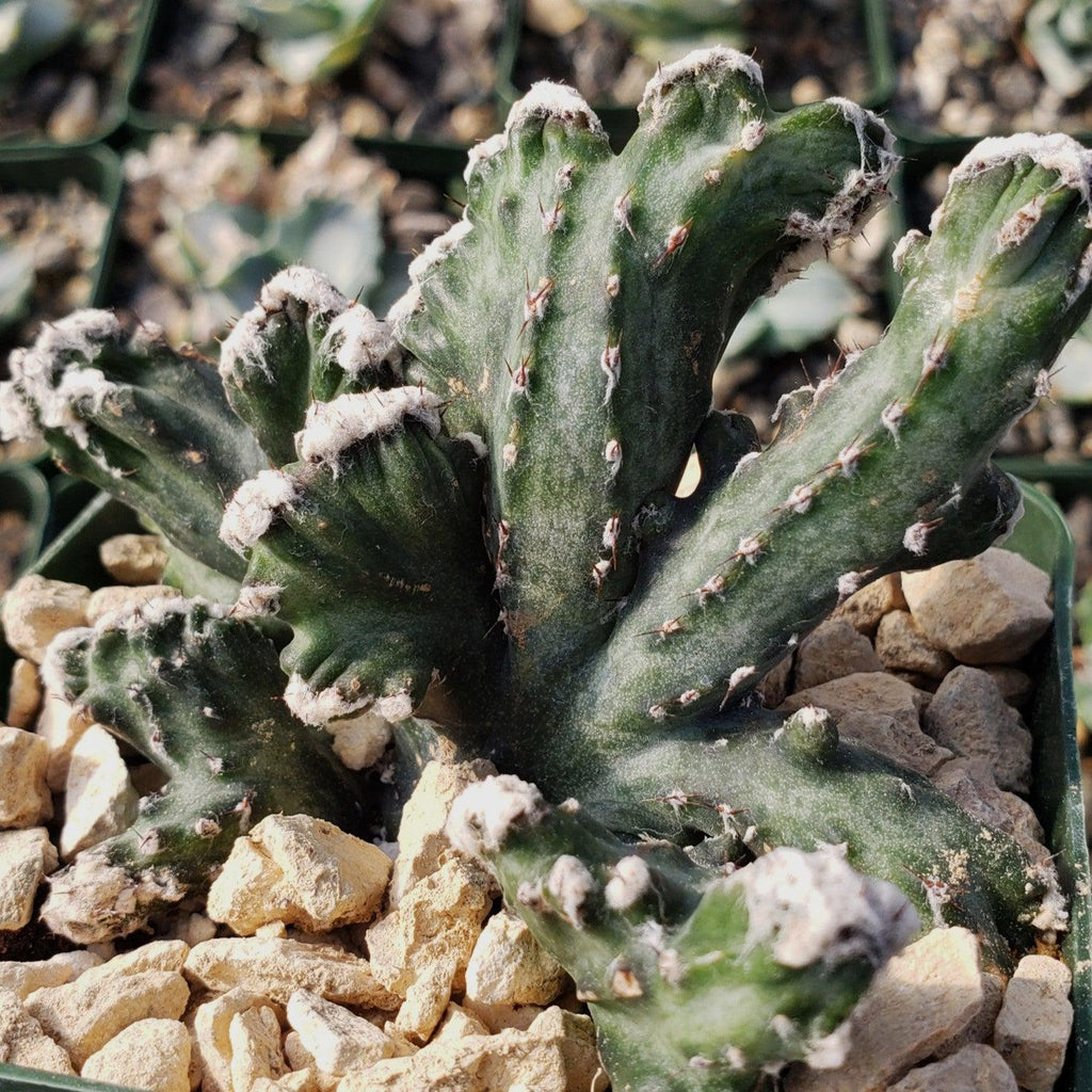 Monvilea spegazzini cristata