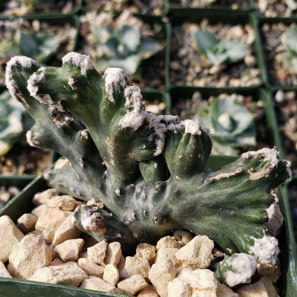 Monvilea spegazzini cristata