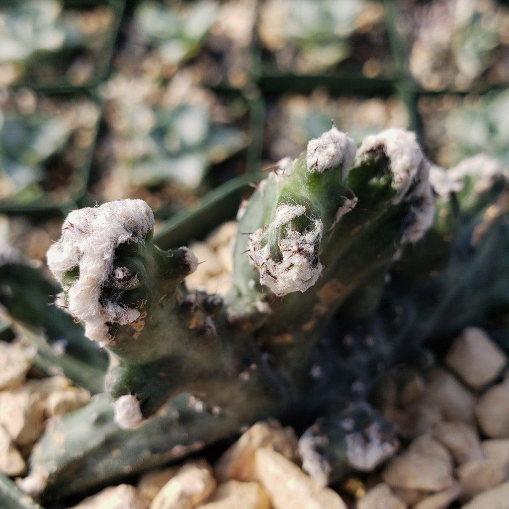 Monvilea spegazzini cristata