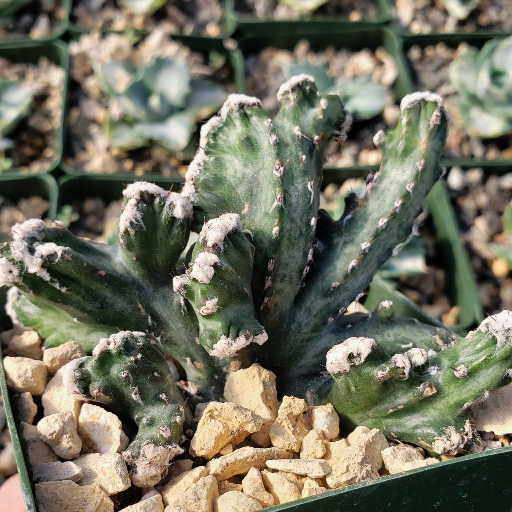 Monvilea spegazzini cristata