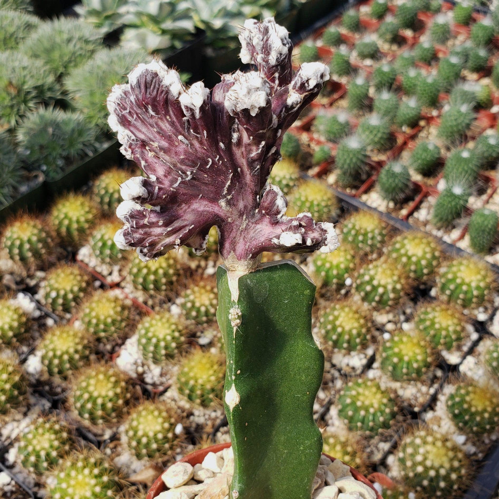 Monvilea spegazzini cristata grafted