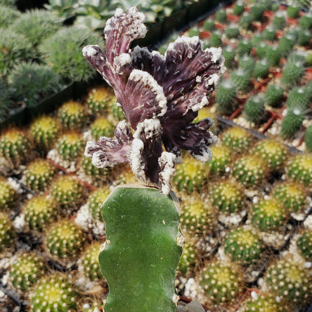 Monvilea spegazzini cristata grafted