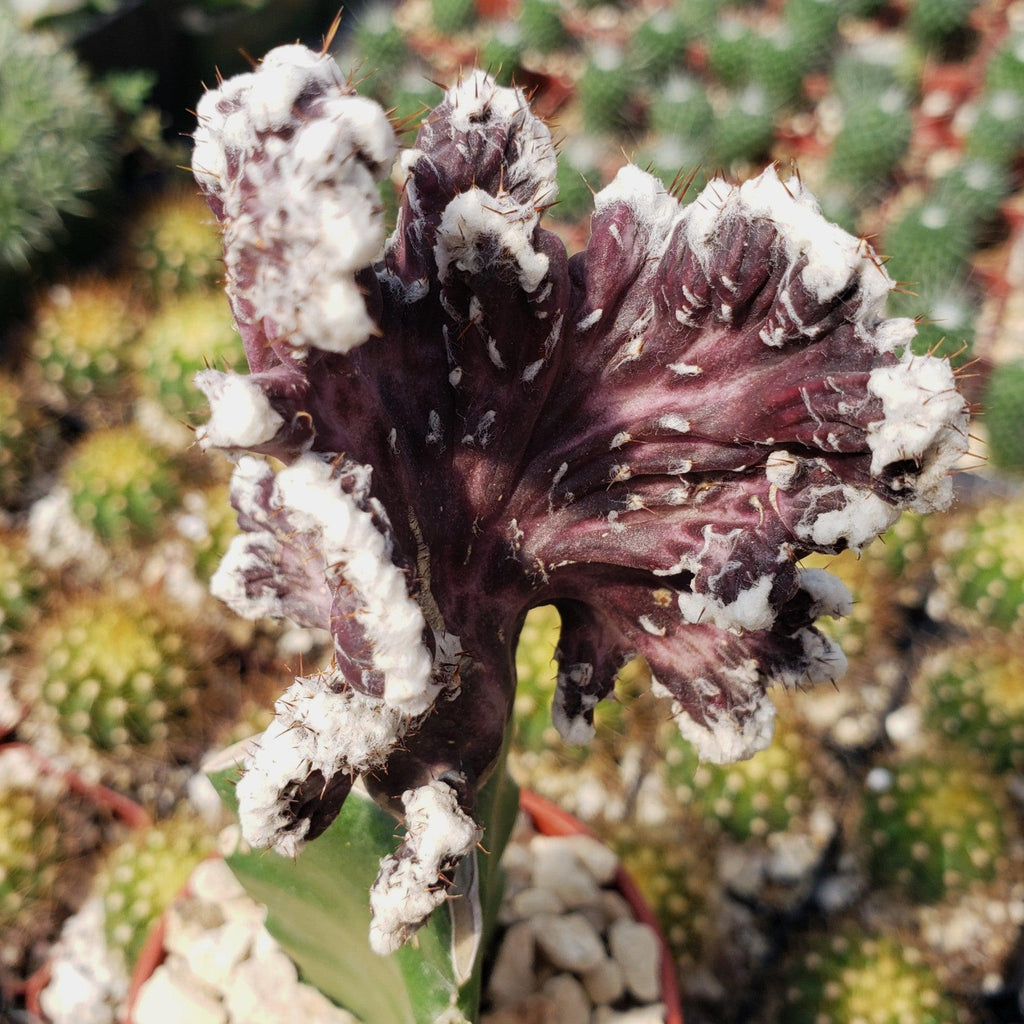 Monvilea spegazzini cristata grafted