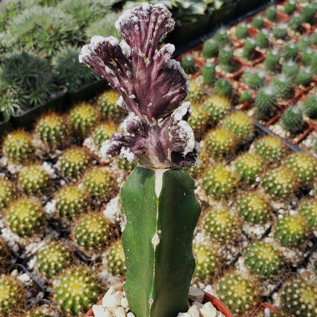 Monvilea spegazzini cristata grafted