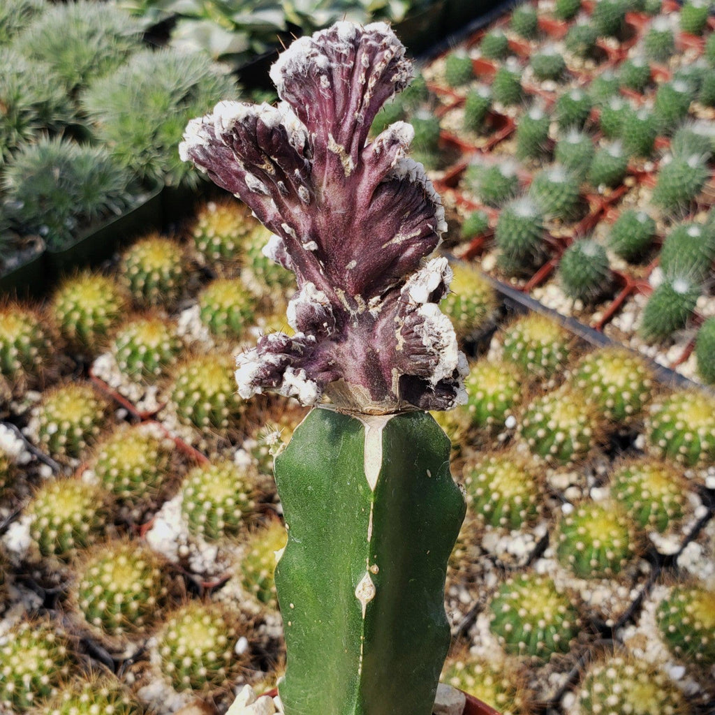 Monvilea spegazzini cristata grafted